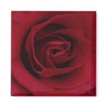 Red Rose Magnet