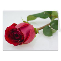 Red Rose on White cards