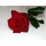 Red Rose On White Acrylic Cut Outs