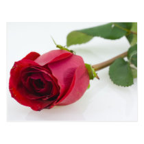 Red Rose on White postcards