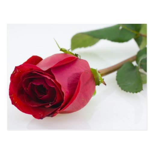 Red Rose on White Postcard