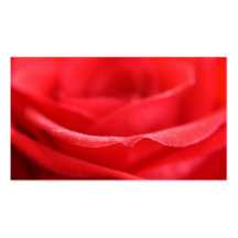 Red Rose Petals Business Card Template
