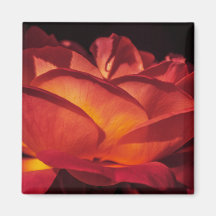Red Rose Petals Refrigerator Magnets