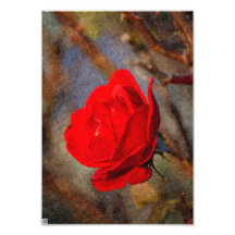 Red Rose Photo