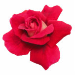 Red Rose Photo Sculpture photo sculptures