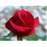 Red Rose Photo Scupture photo sculptures