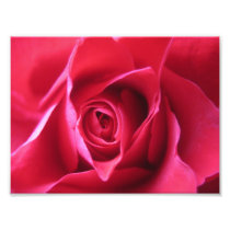 Red rose photographic print