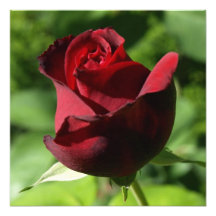 Red Rose Photograph
