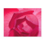 Red Rose Post Card