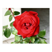 Red Rose! Postcard