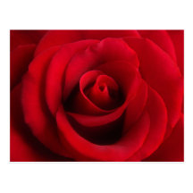 Red Rose postcard
