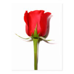 Red Rose Postcard