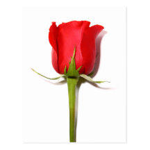 Red Rose Postcard