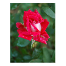 Red Rose Postcards