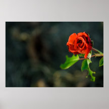 Red Rose Poster