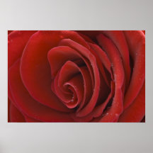 Red Rose Poster