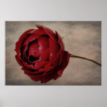 Red Rose Print