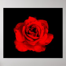 Red Rose Print