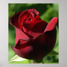 Red Rose Print