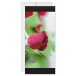 Red Rose rack cards
