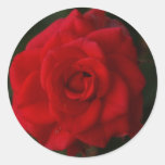 Red Rose Round Stickers
