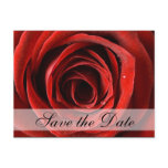 Red Rose Save the Date Postcard