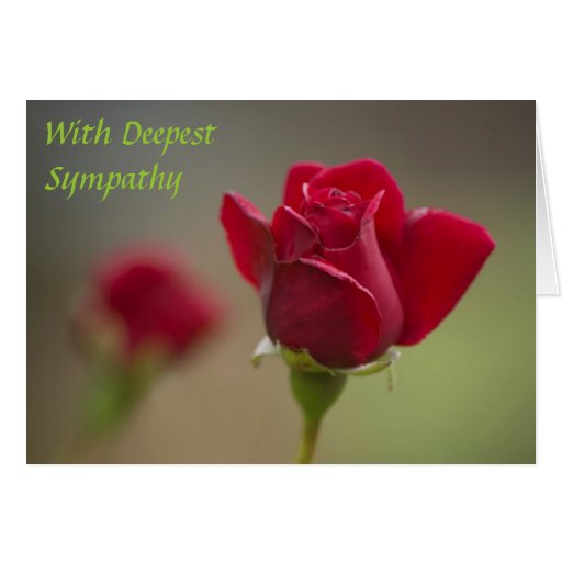 Red Rose Sympathy Zazzle