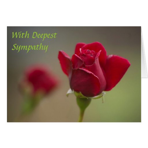 red-rose-sympathy-zazzle