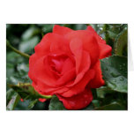 Red Rose Thorns Flower Photography Note Card