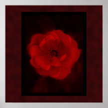 Red Rose. With Black and Deep Red. Posters