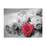 Red Rose with Black and White Background postcards