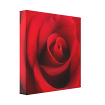 Red Rose - wrapped canvas