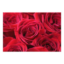 Red Roses Bouquet Photo