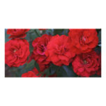 Red Roses photo cards