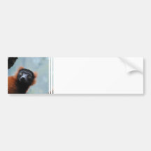 Red Ruffed Lemur  Bumper Sticker
