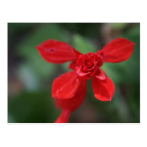 Red Salvia Postcard