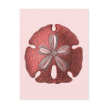 Red Sand Dollar Post Card