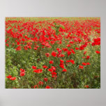 Red Sea Poster