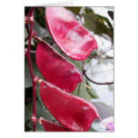 RED SEEDS GREETING CARDS