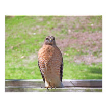 Red Sholdered Hawk Photo