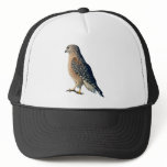 Red-shouldered Hawk Hat