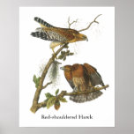 Red-shouldered Hawk, John Audubon Poster