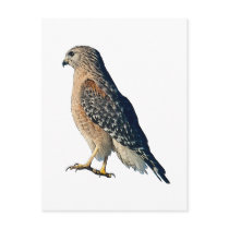 Red-shouldered Hawk Post Card