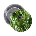 Red-sided Garter Snake in the Grass Buttons