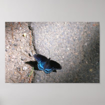 Red Spotted Admiral Posters