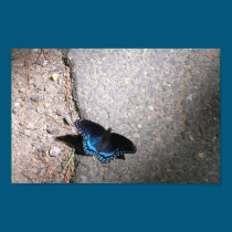 Red Spotted Admiral posters