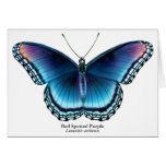 Red Spotted Purple Butterfly Card