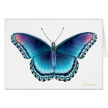 Red Spotted Purple Butterfly Card
