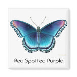 Red Spotted Purple Butterfly Magnet
