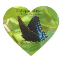 Red-Spotted Purple Butterfly on an Elm Leaf